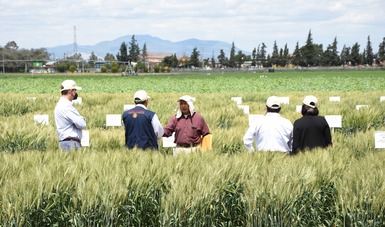 Galardonan a científicos mexicanos por sus contribuciones al mejoramiento del trigo