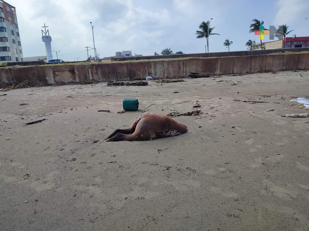 Aparece cuerpo de caballo en playa de Coatzacoalcos