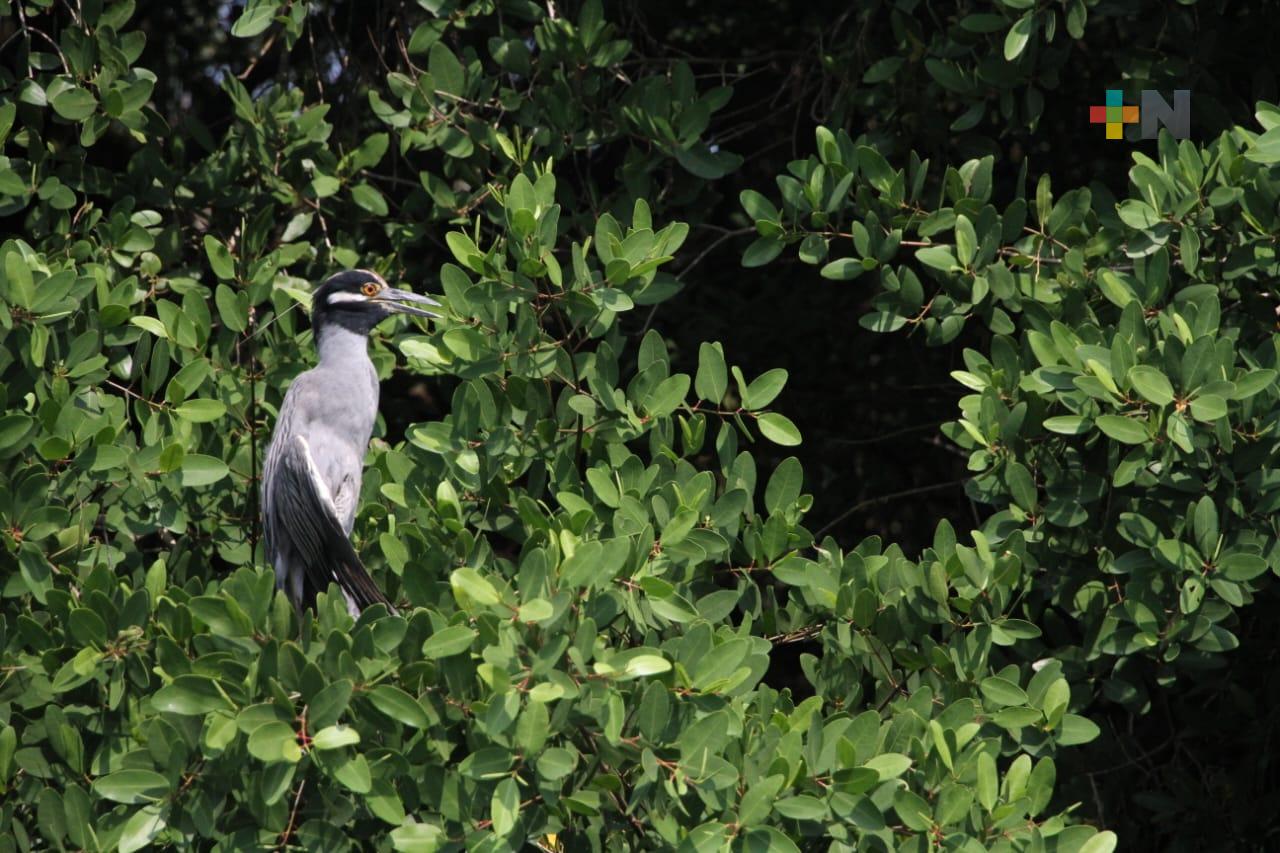 Ave-ntúrate, explora el área natural protegida Arroyo Moreno