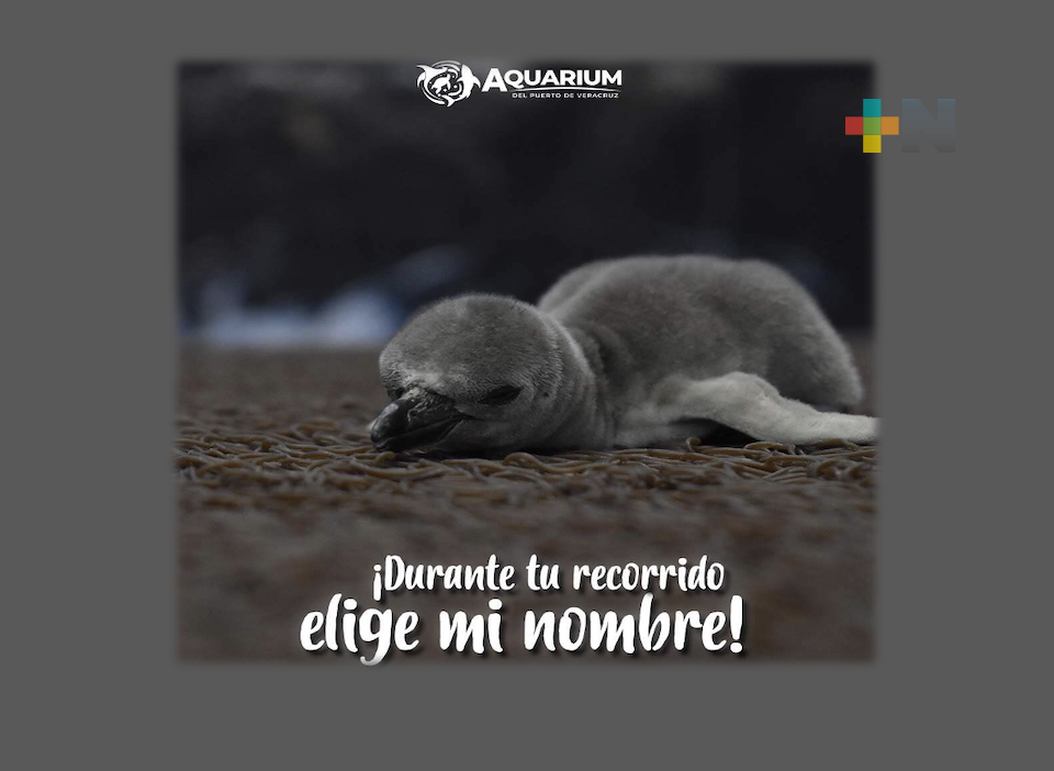 Aquarium de Veracruz invita a ponerle nombre a pingüino bebé