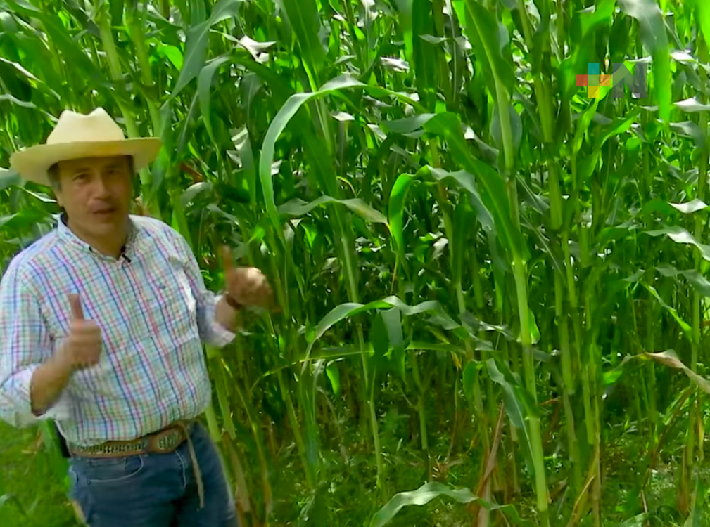 Sí se puede producir maíz en pequeños espacios: Cuitláhuac García