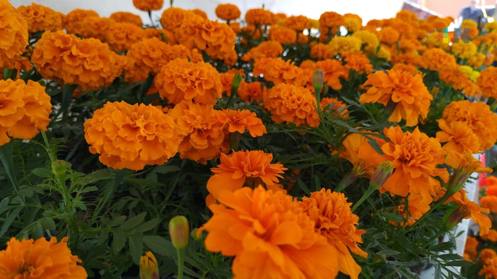 Estima Agricultura más de 4 mil mdp en producción de flores por celebración de Día de Muertos 2023