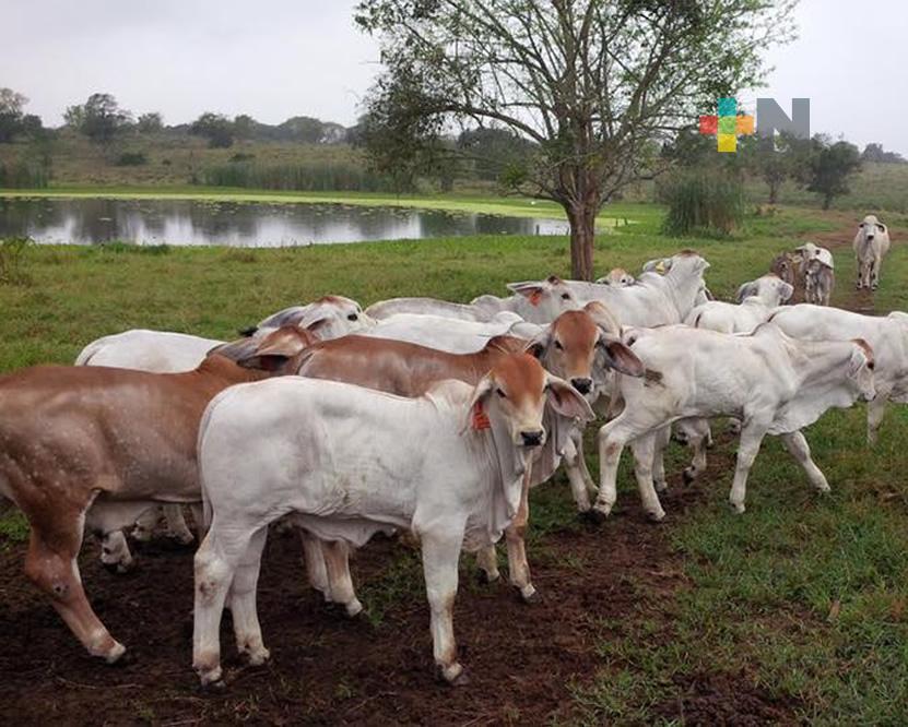 Dejar ganadería extensiva, propuesta para enfrentar sequía en norte del estado