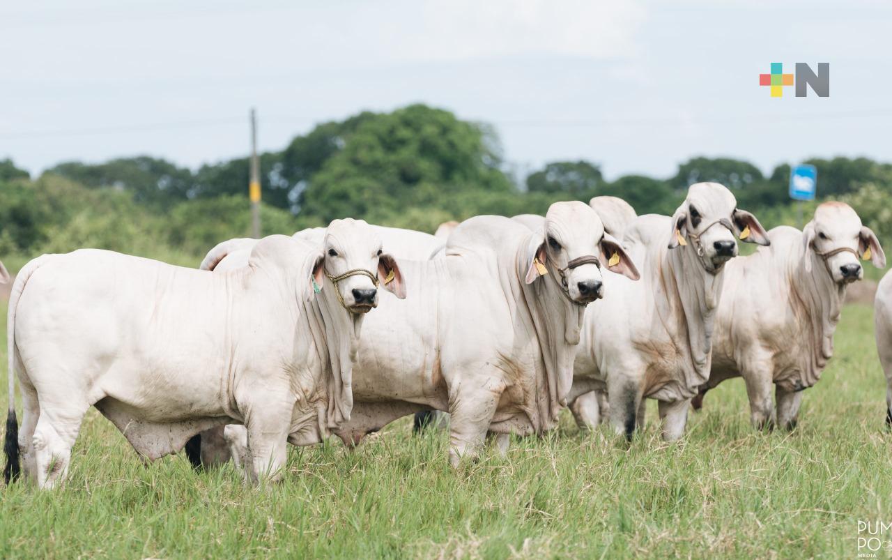Sedarpa gestiona regular precio del arete de tránsito del ganado