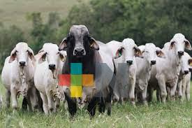 Sedarpa emite medidas para movilización de ganado en contingencias climáticas o sanitarias