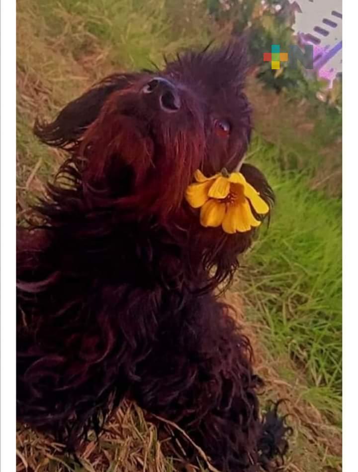 Piden apoyo para localizar a perrita schnauzer