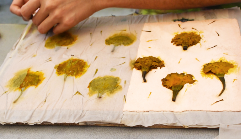 Presenta IVEC el taller “Los colores del cempasúchil”, en la Casa de Cultura de Coatepec