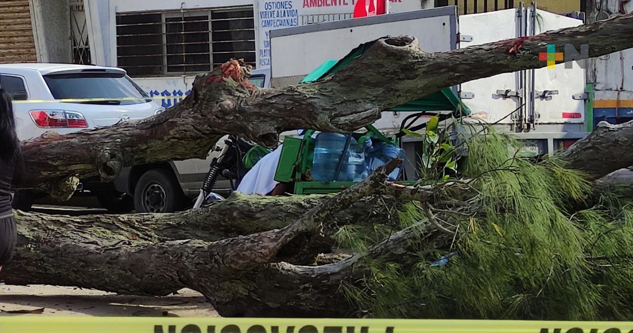 Pierde la vida motociclista al caer pino en malecón de Coatzacoalcos