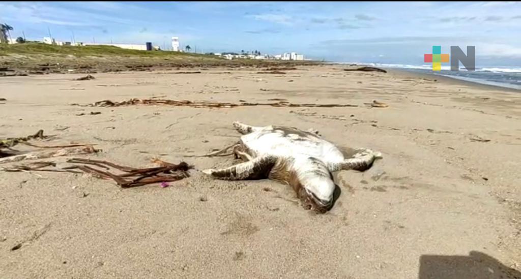 Otra tortuga marina aparece muerta en playa de Coatzacoalcos; suman 16