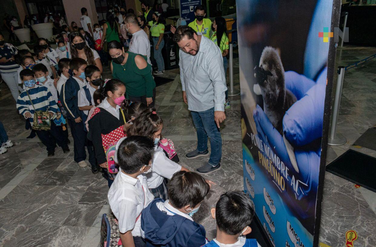 Pachi, Coco, Aqua, Leo y Mina; nombres de los pingüinos bebés nacidos en Aquarium de Veracruz