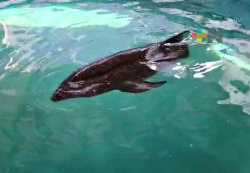 Rescata Aquarium del Puerto nuevamente al delfín cabeza de melón