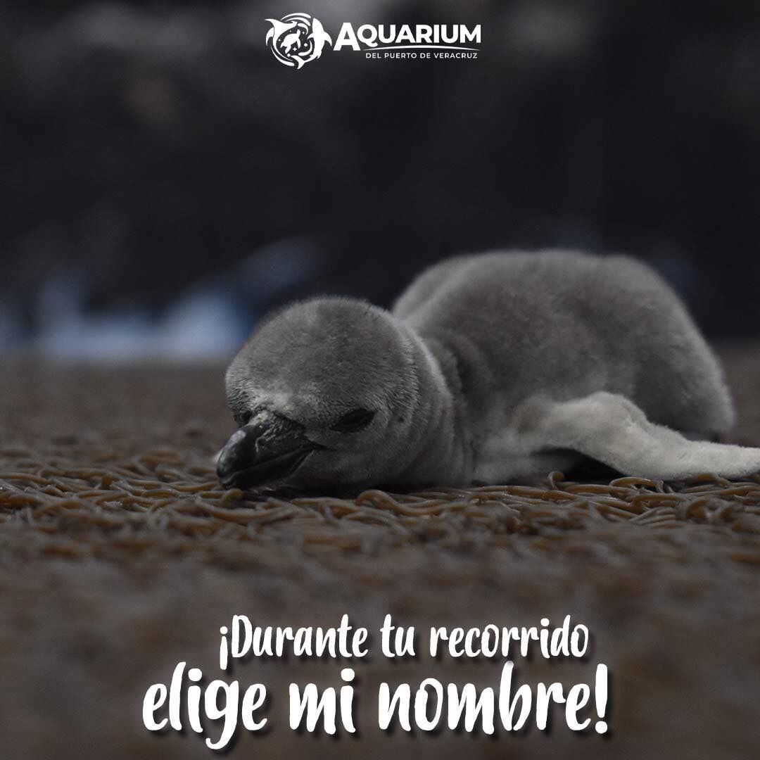 Revela Aquarium lista preliminar de nombres para las nuevas crías de pingüino