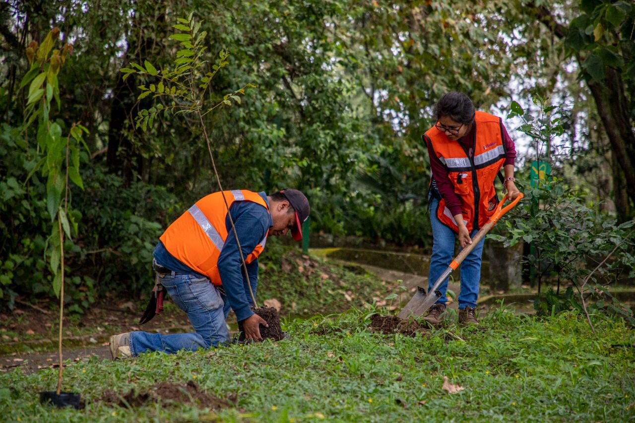 Realiza Ayuntamiento de Xalapa jornada de reforestación en el Macuiltépetl