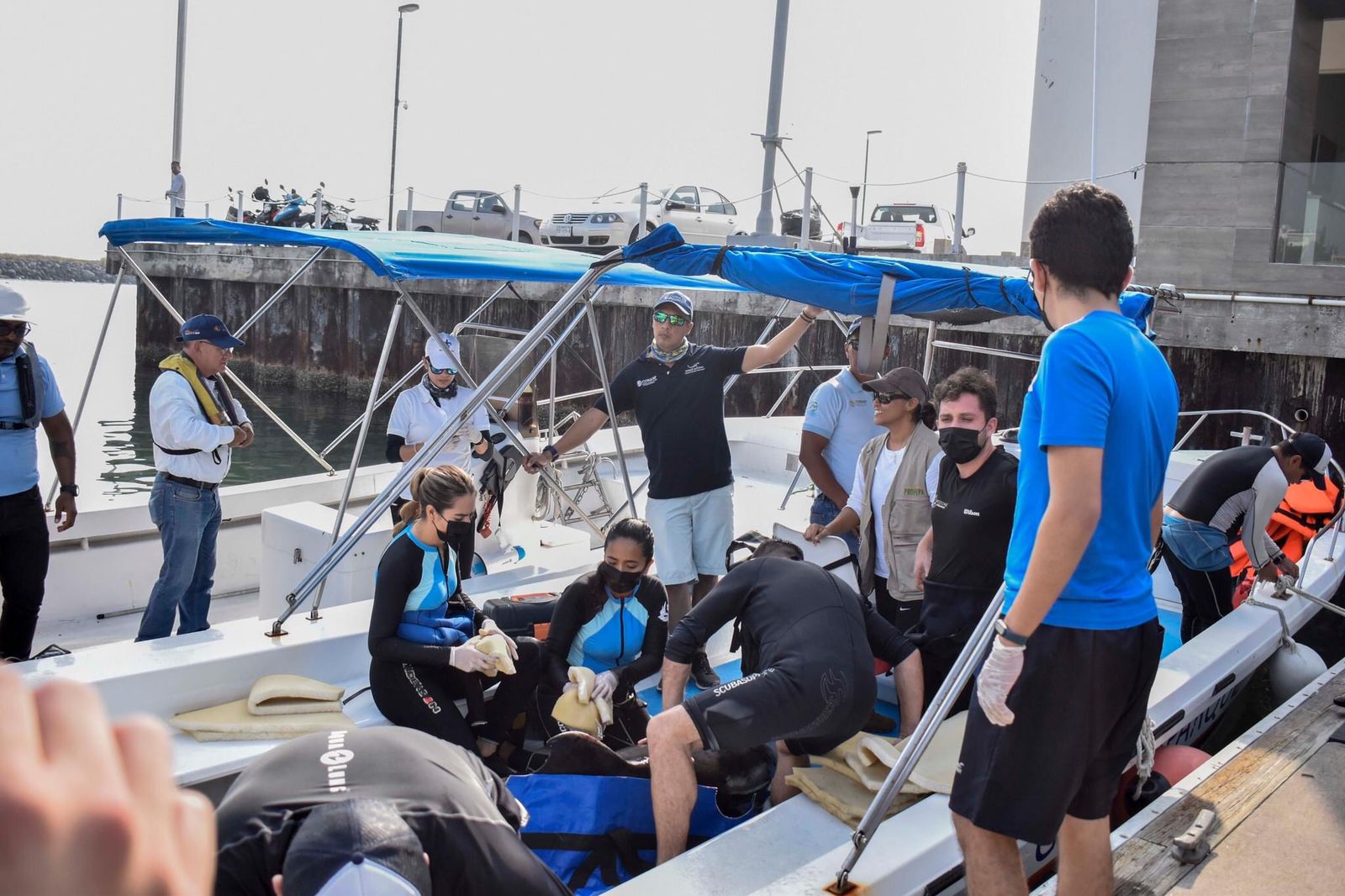 Liberan a delfín tras salvarle la vida en  Aquarium del Puerto