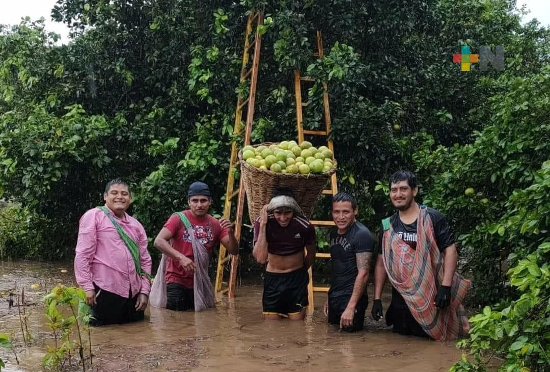 Trabajadores del campo realizan sus tareas pese a temporal lluvioso
