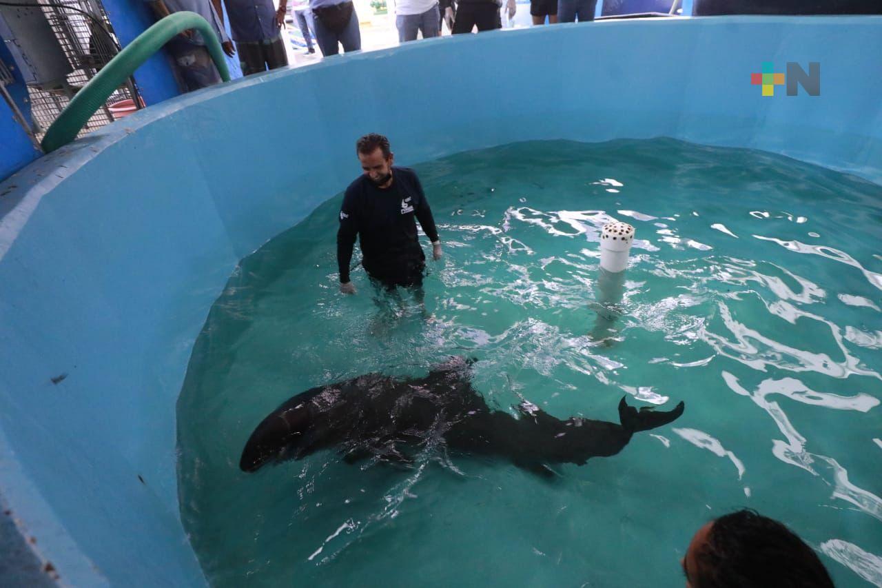 Delfín varado se reporta estable con pronóstico reservado