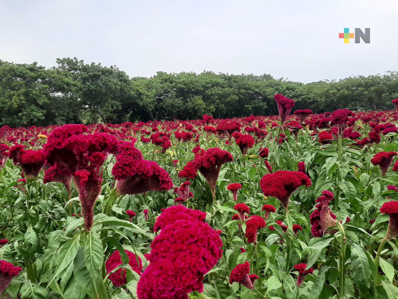 Una tradición el cultivo de flor de terciopelo en Medellín de Bravo