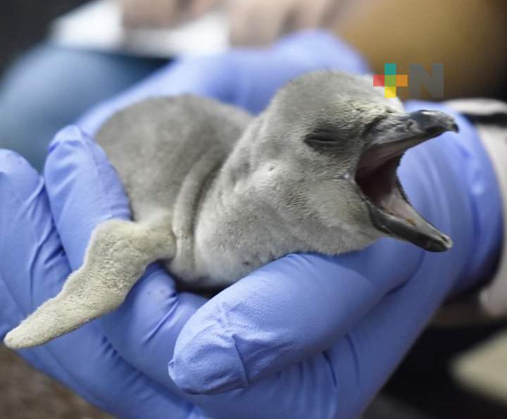 Participaron niños de diferentes escuelas para nombrar a las crías de pingüinos