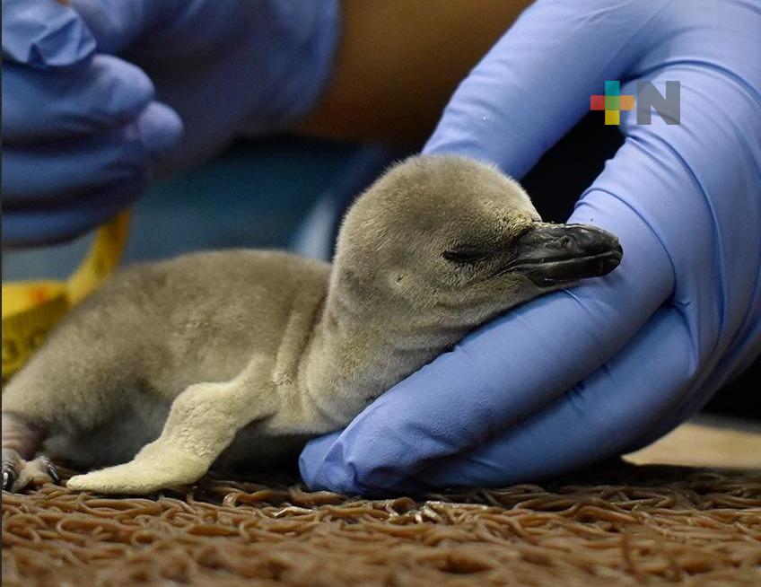 Invitar a elegir nombre a pingüino bebé del Aquarium del Puerto de Veracruz