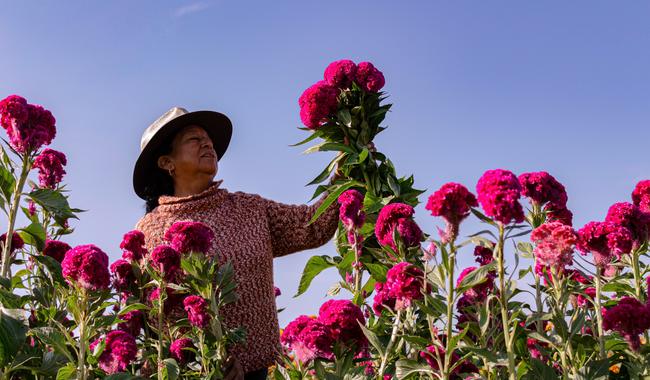 Garantizado abasto de flores de temporada para altares y ofrendas de Día de Muertos