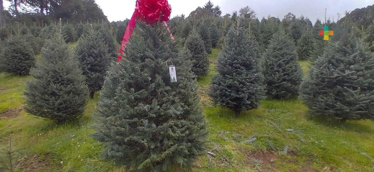 Inicia oficialmente temporada de corte de árboles de Navidad en Las Vigas
