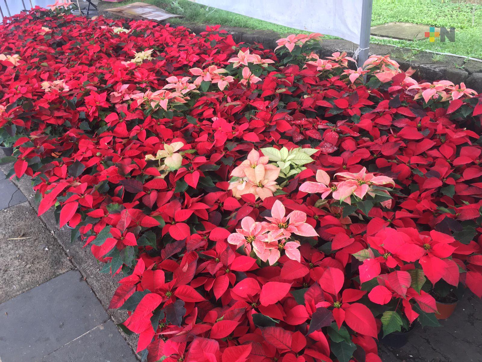 Productores de flor de Nochebuena esperan repunte de ventas