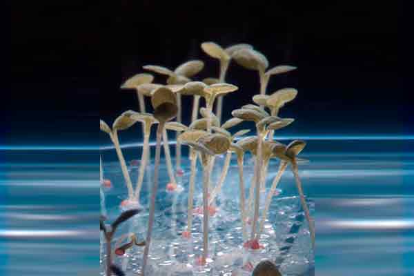 Con uso de plantas más resistentes se podría reducir en gran medida las emisiones de CO2