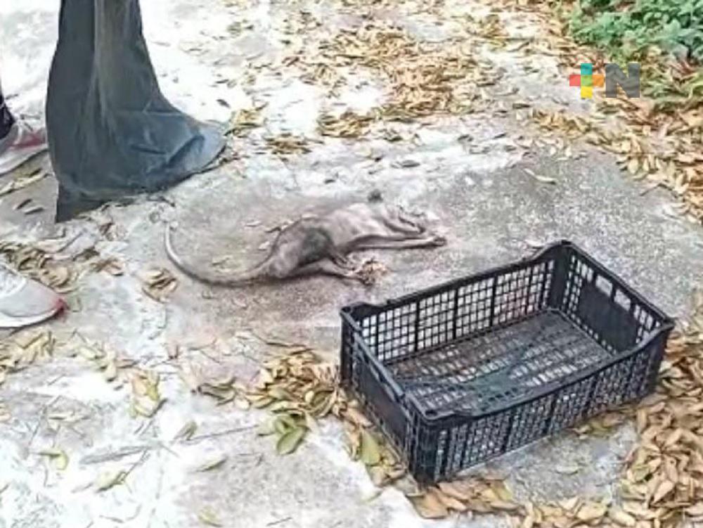 Aumentan agresiones contra tlacuaches en Coatzacoalcos