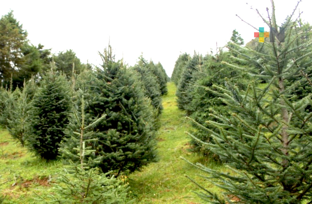 Corta legal y recicla tu Navidad adquiriendo arbolitos en sitios autorizados por Sedema y Conafor
