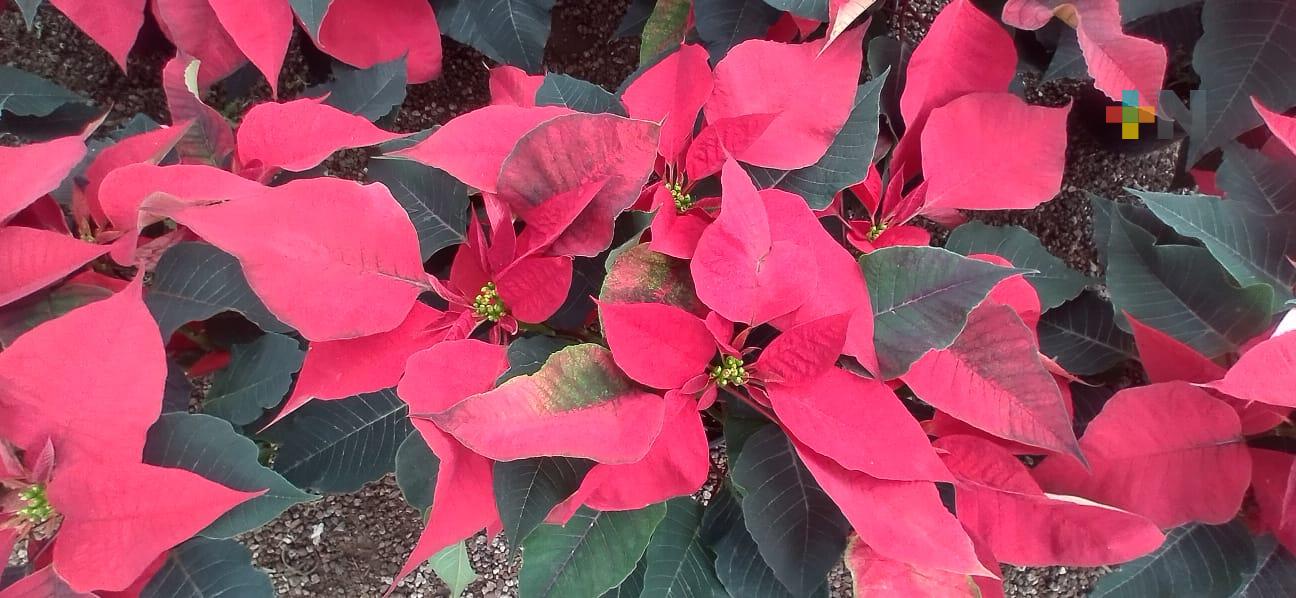 En La Estanzuela realizarán Expo Feria Flor de Nochebuena