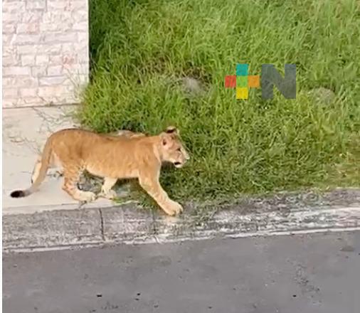 Avistan leona juvenil en fraccionamiento residencial de Alvarado