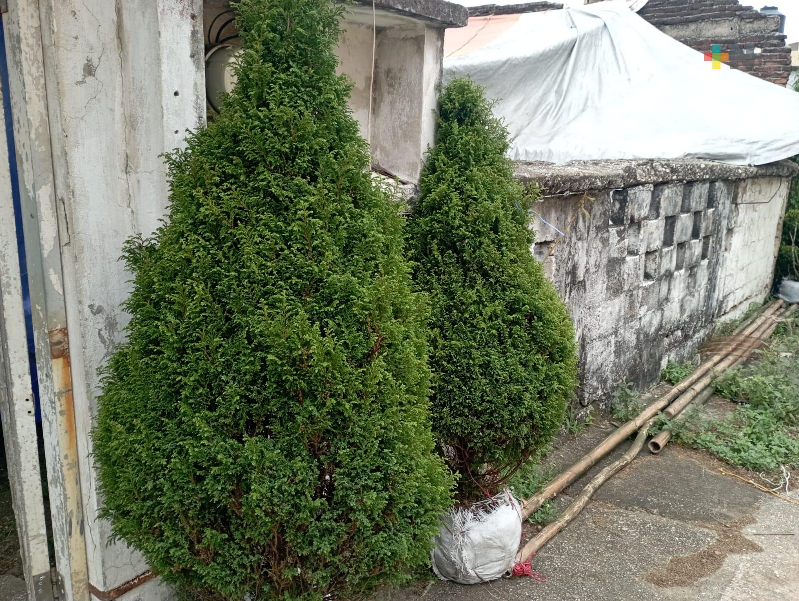 Esperan productores aumentar sus ventas de arbolitos para Navidad