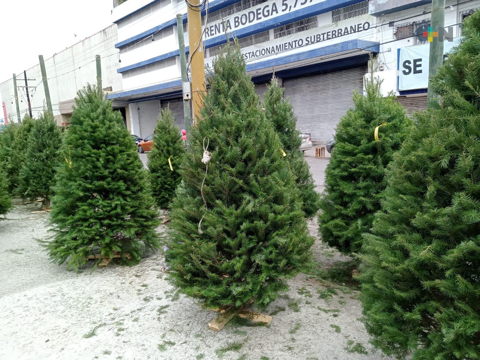 Inició venta de árboles de Navidad y Nochebuenas en puerto de Veracruz