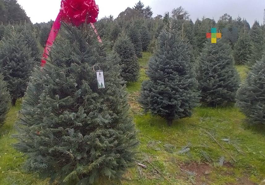 Conafor trabaja con los tres niveles de gobierno para evitar robo y tala de pinos