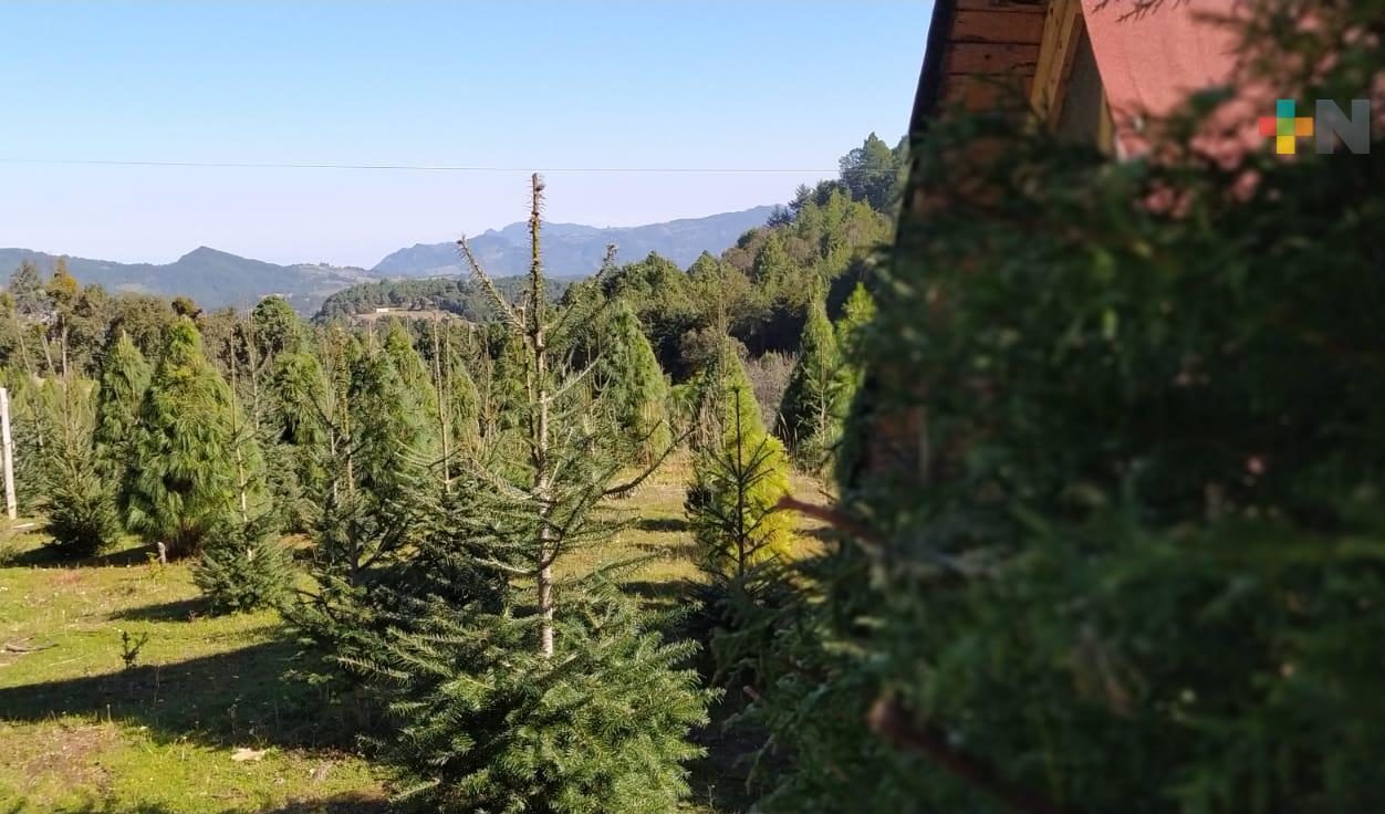 Invitan a comprar árboles sustentables en los 39 ranchos silvícolas ubicados en Las Vigas