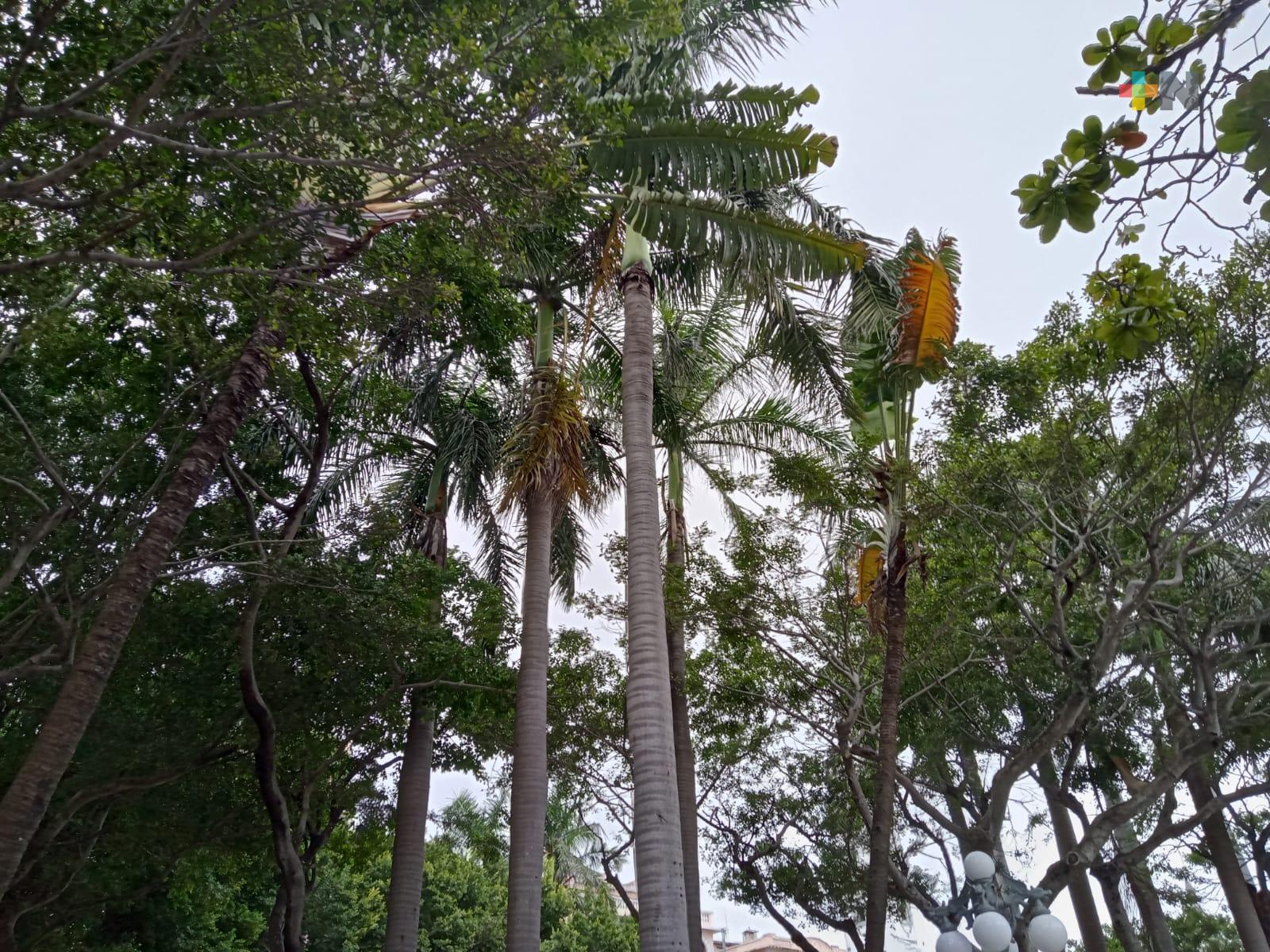 Nublados con llovizna en Veracruz-Boca del Río, sábado entraría nuevo frente frío