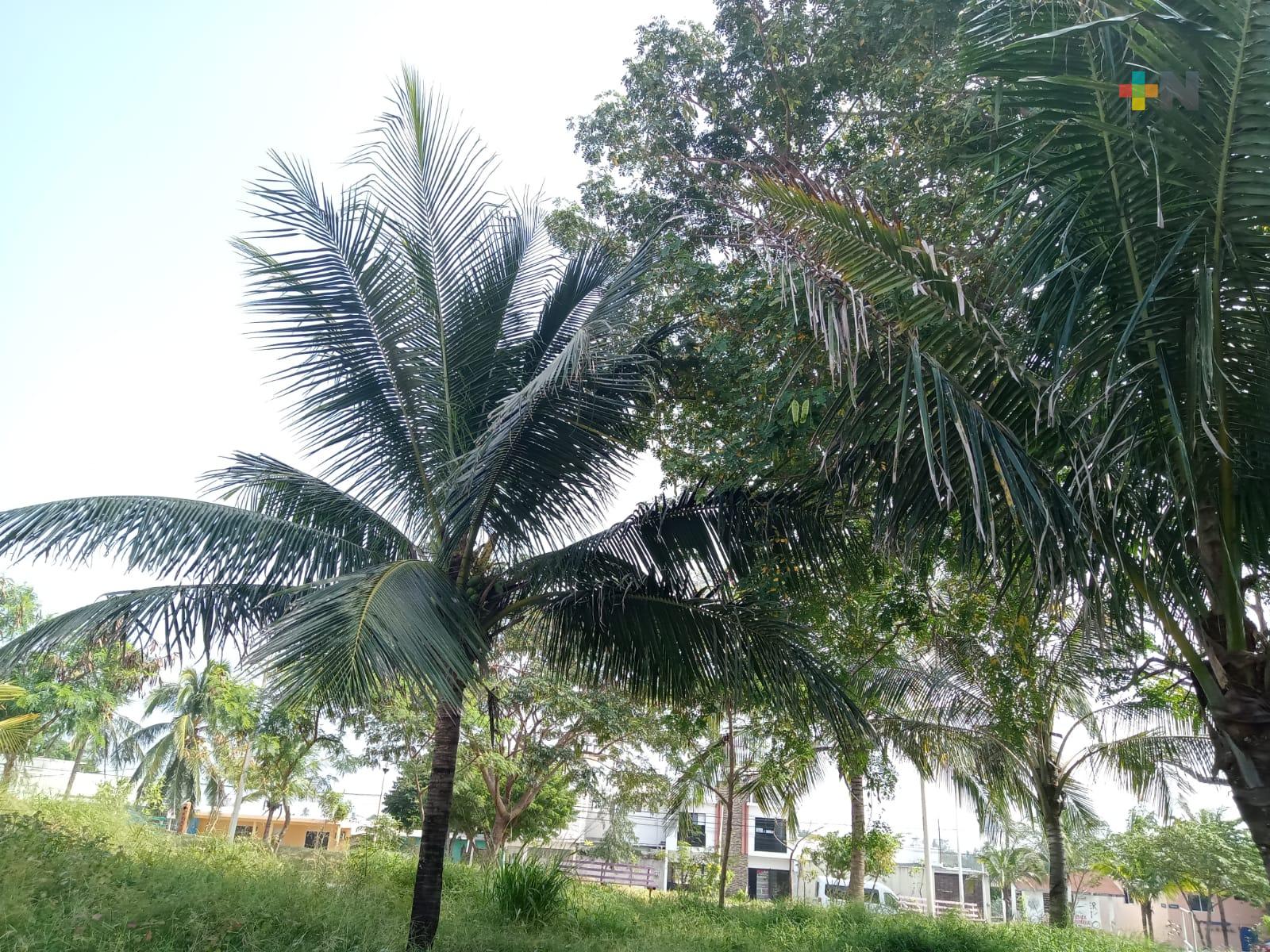 Condiciones de lluvia son bajas en Veracruz-Boca del Río; miércoles entraría frente frío