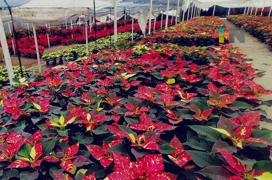 Festival de la Nochebuena en La Estanzuela recibió a 18 mil visitantes