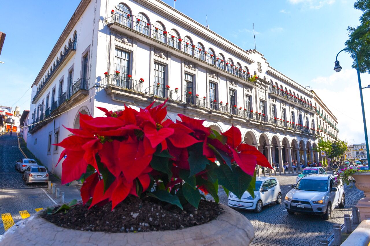 Siembran flor de Nochebuena en el parque Juárez