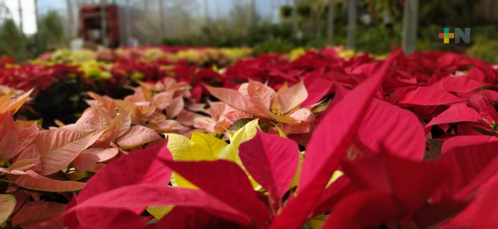 Viveristas esperan vender toda la producción de flor de Nochebuena