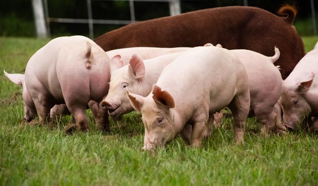 Refrenda Agricultura trabajo coordinado con la industria para garantizar sanidad y abasto de carne de cerdo