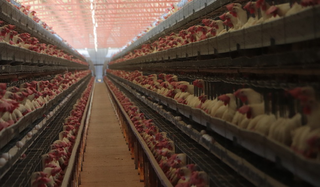 Ante alerta por influenza aviar AH5N1 en Yucatán, fluye con normalidad producción y abasto de huevo y pollo