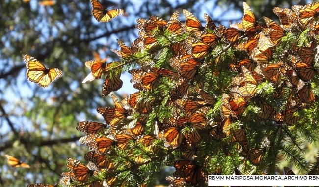 Inicia llegada de mariposa Monarca a santuarios mexicanos