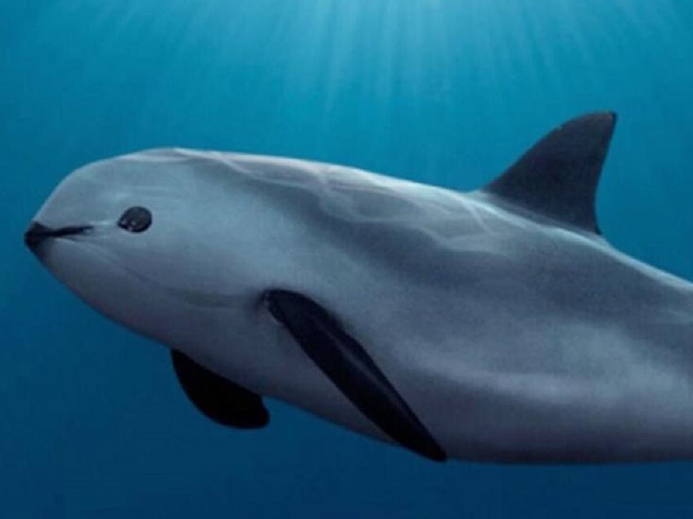 Logra México que Estados Unidos y China participen en la protección de la totoaba y la vaquita marina