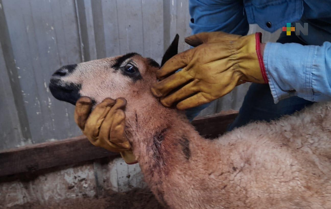 Ataque de perros en Villa Allende dejó saldo de animales lesionados y muertos