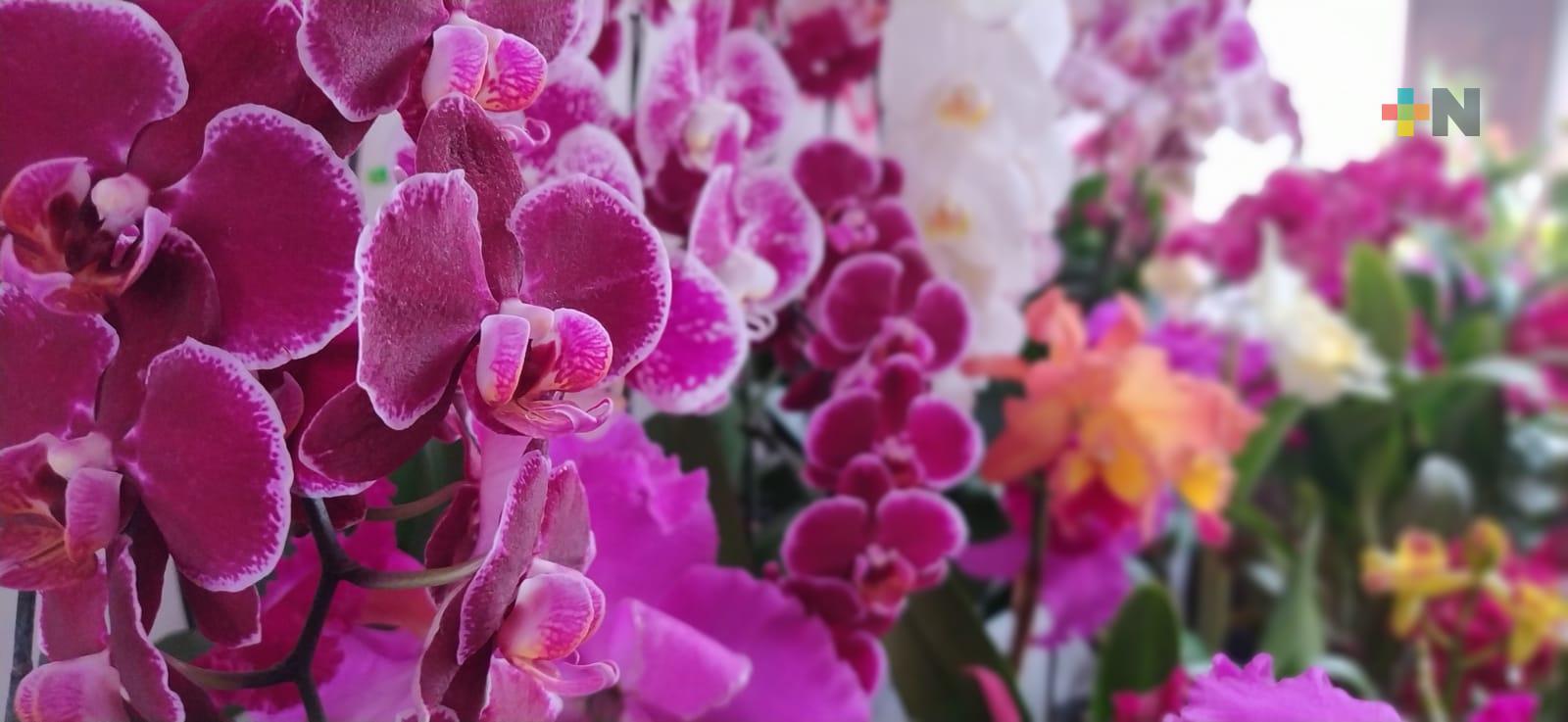 Expoventa de Orquídeas de Invierno 2022 con más de 20 expositores en Coatepec