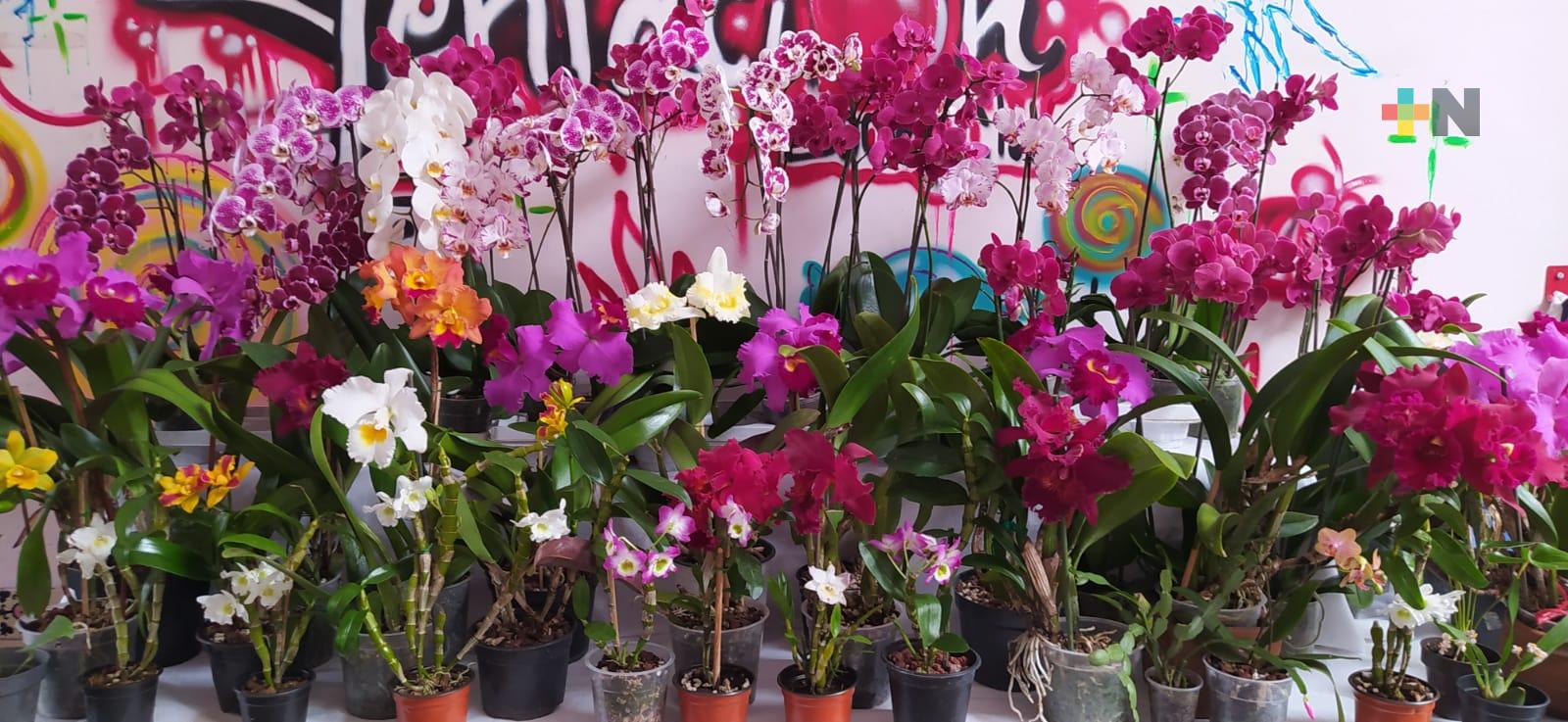 Se esperan más de 15 mil visitantes al Festival Internacional de la Orquídea en Coatepec