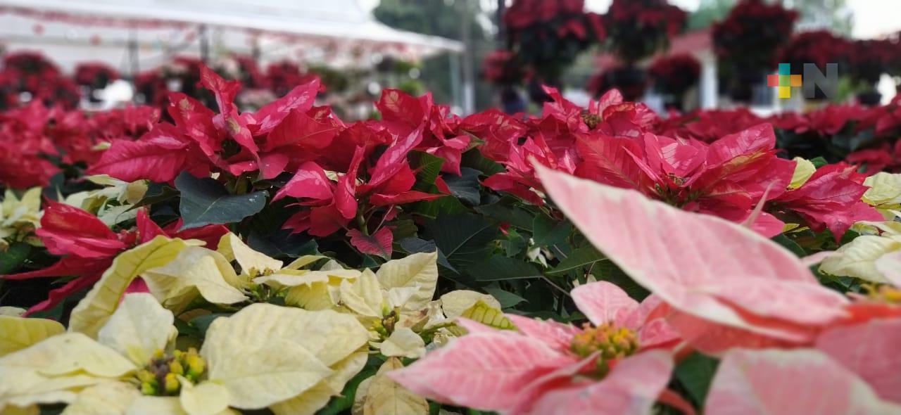 Hasta el 22 de diciembre se podrá comprar flor de Nochebuena en parque Doña Falla