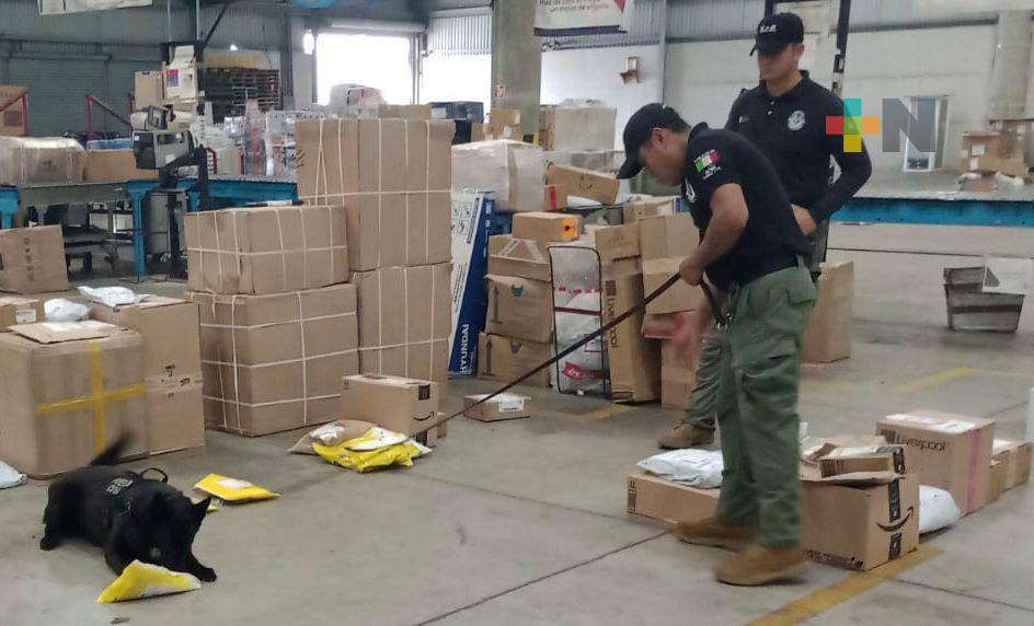 Durante Operativo, detecta K9 de Fuerza Civil paquetes con marihuana en Veracruz