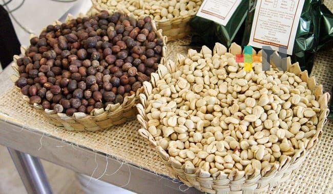 Veracruz, segundo lugar en producción de café, se busca superar las 230 mil toneladas